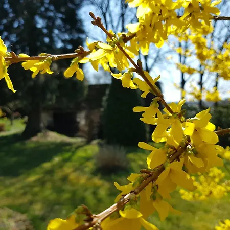 Landgasthof Hirsch מלון Marktlustenau